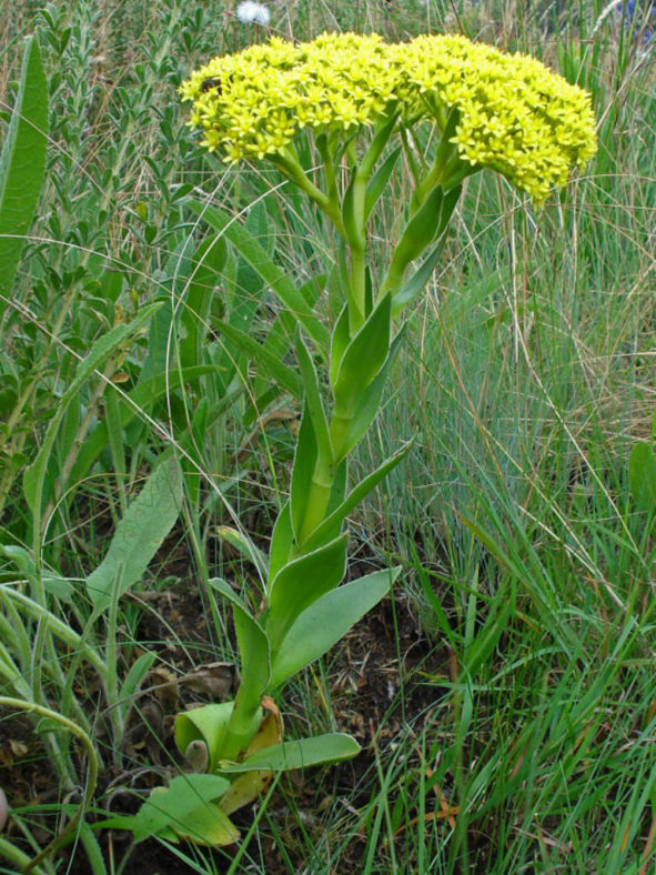 Crassula vaginata (Yellow Crassula)