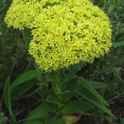 Crassula vaginata (Yellow Crassula)