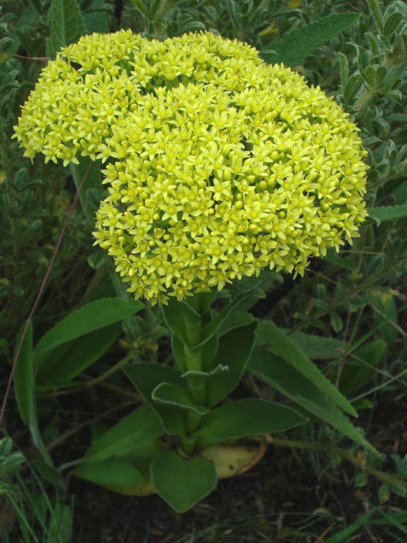 Crassula vaginata (Yellow Crassula)