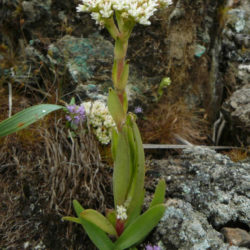 Crassula vaginata (Yellow Crassula)