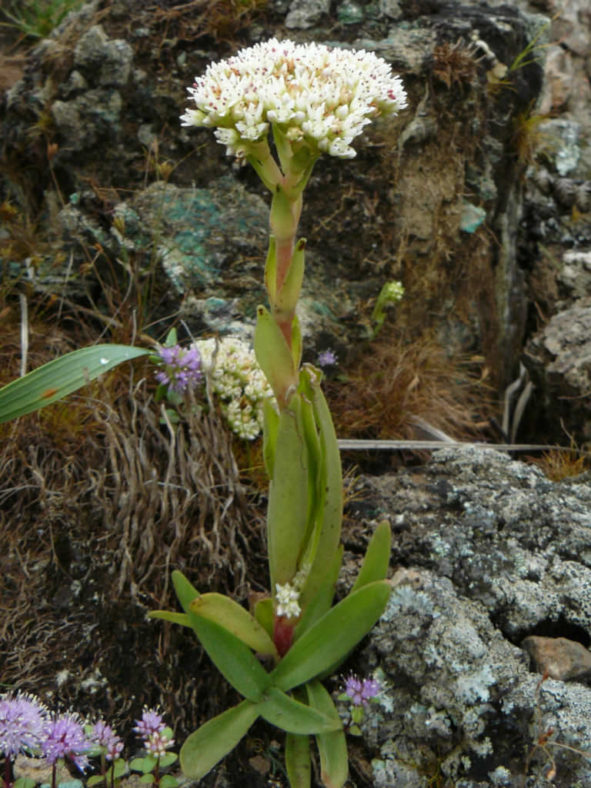 Crassula vaginata (Yellow Crassula)