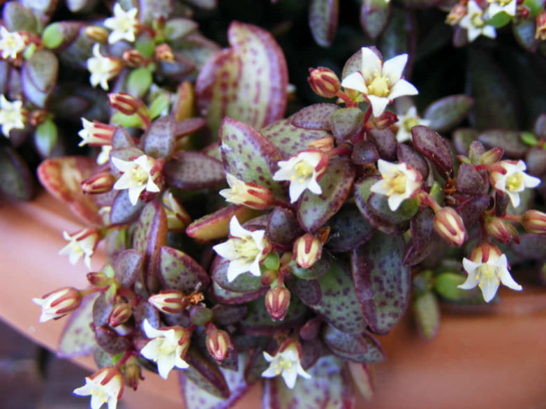 Crassula volkensii