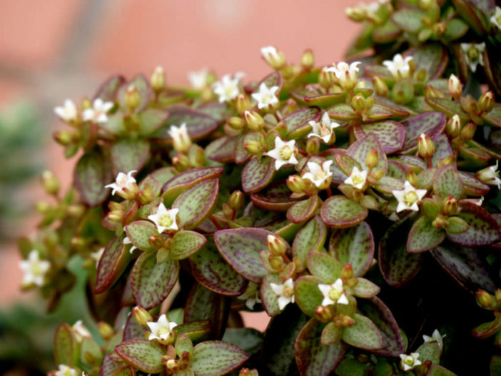 Crassula volkensii