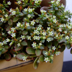 Crassula volkensii