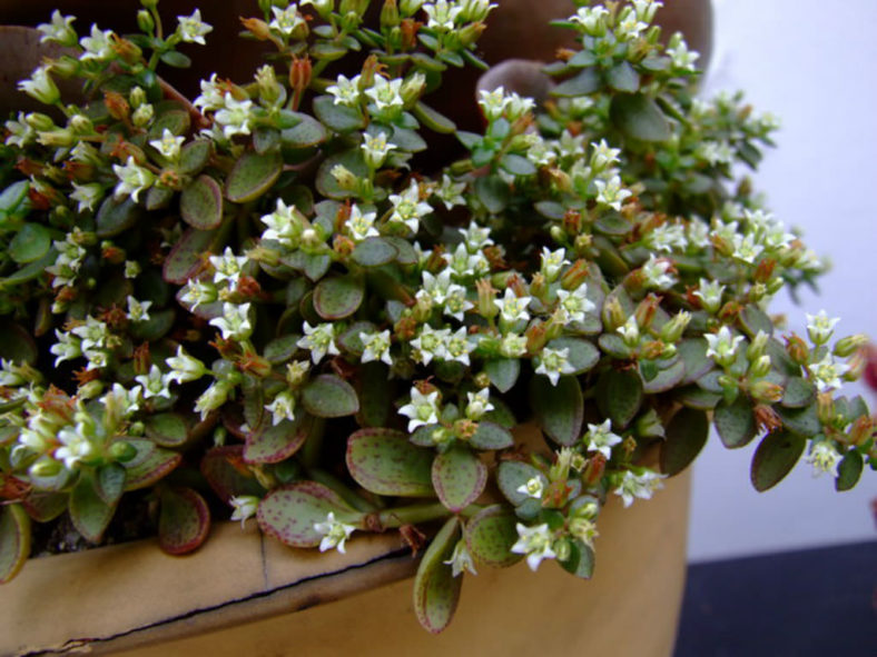 Crassula volkensii
