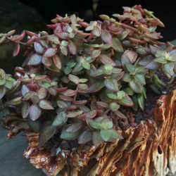 Crassula volkensii