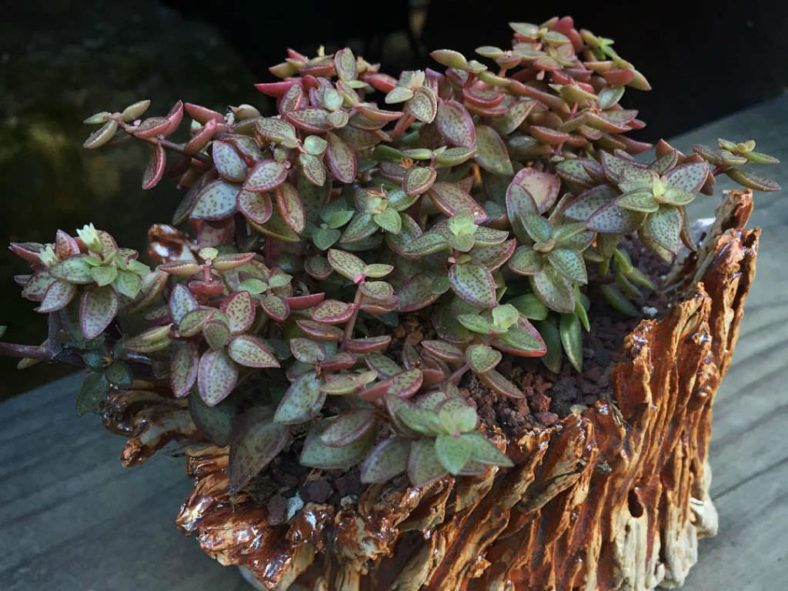 Crassula volkensii