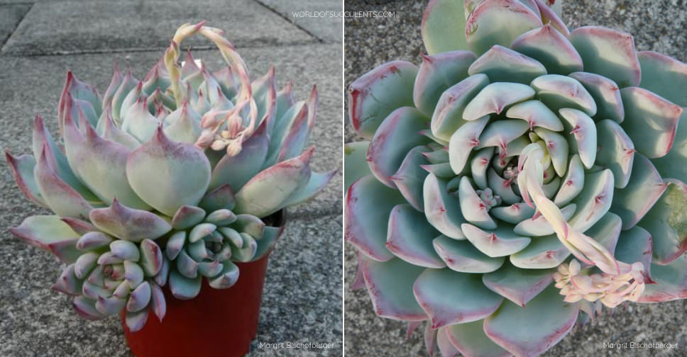 Echeveria Beatrice World of Succulents