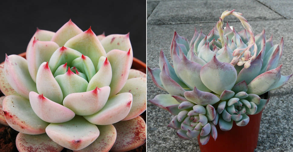 Echeveria 'Beatrice' | World of Succulents