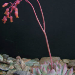 Echeveria 'Beatrice'
