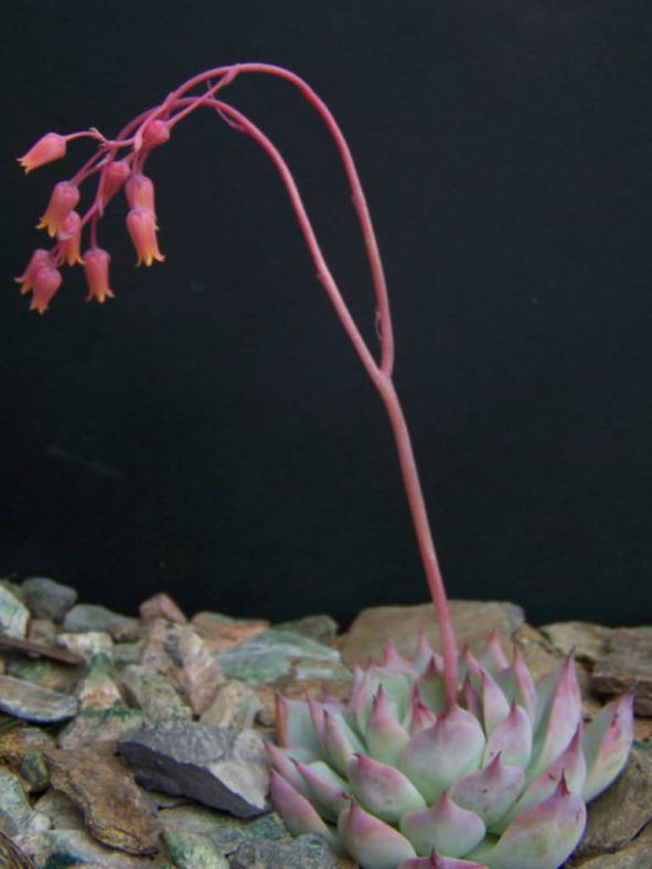 Echeveria 'Beatrice'