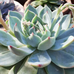 Echeveria 'Beatrice'