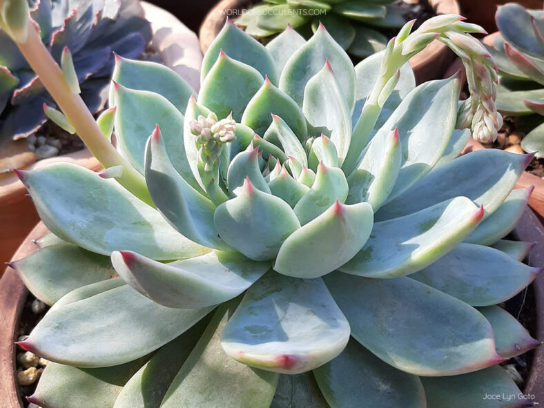 Echeveria 'Beatrice'