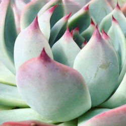 Echeveria 'Beatrice'