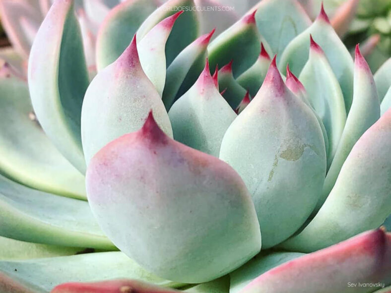 Echeveria 'Beatrice'