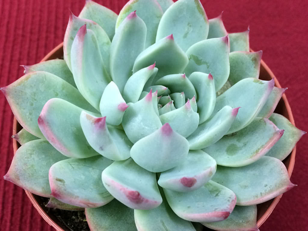 Echeveria 'Tippy'