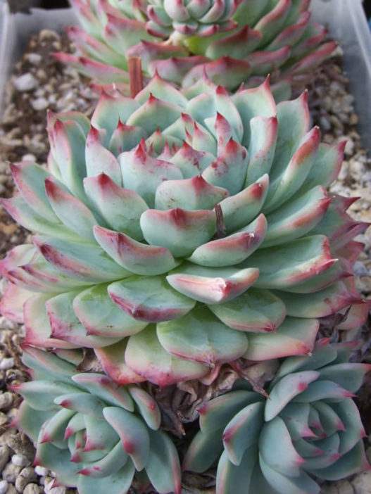 Echeveria 'Tippy' - World of Succulents