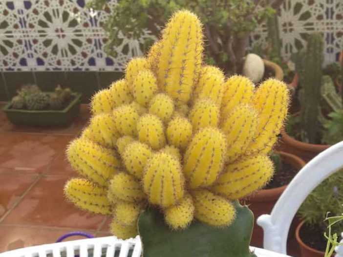 Echinopsis chamaecereus 'Lutea' (Yellow Peanut Cactus)