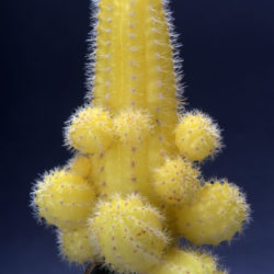 Echinopsis chamaecereus 'Lutea' (Yellow Peanut Cactus)