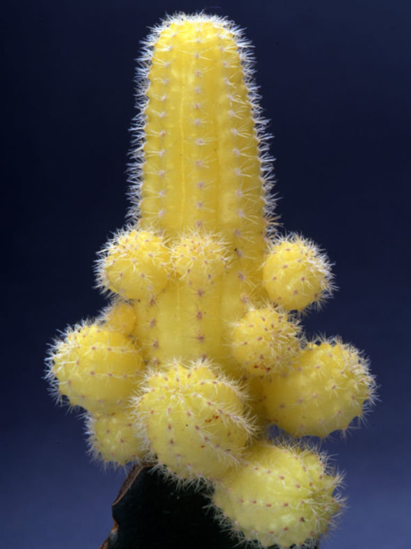Echinopsis chamaecereus 'Lutea' (Yellow Peanut Cactus)