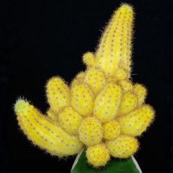 Echinopsis chamaecereus 'Lutea' (Yellow Peanut Cactus)