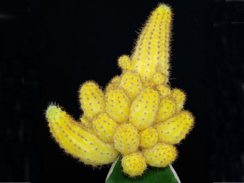 Echinopsis chamaecereus 'Lutea' (Yellow Peanut Cactus)