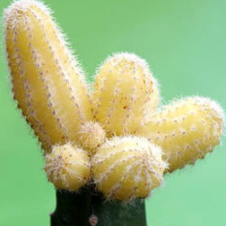 Echinopsis chamaecereus 'Lutea' (Yellow Peanut Cactus)