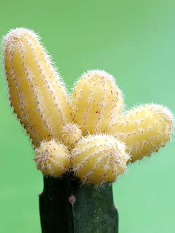 Echinopsis chamaecereus 'Lutea' (Yellow Peanut Cactus)