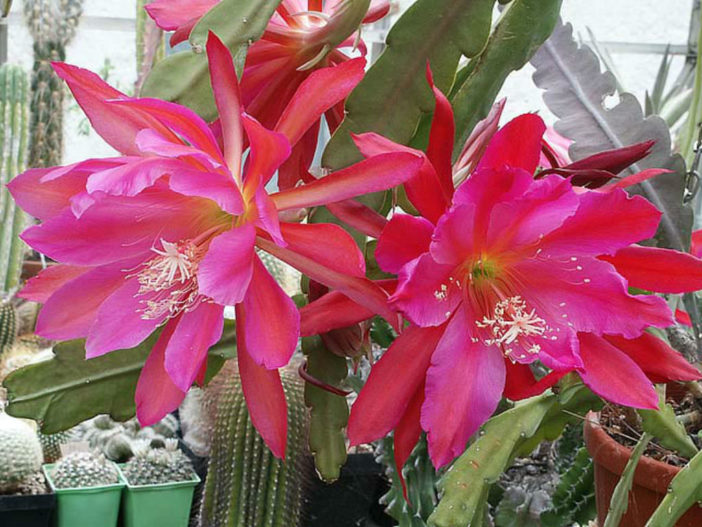 Epiphyllum 'Pegasus' (Pegasus Orchid Cactus)