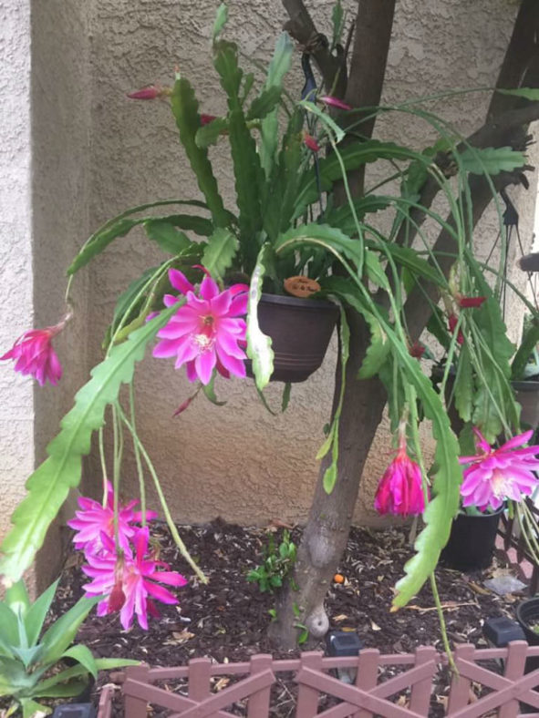 Epiphyllum 'Pegasus' (Pegasus Orchid Cactus)