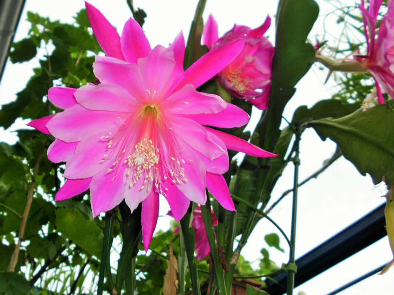 Epiphyllum 'Pegasus' (Pegasus Orchid Cactus)