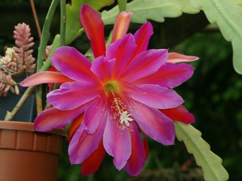 Epiphyllum 'Pegasus' (Pegasus Orchid Cactus)