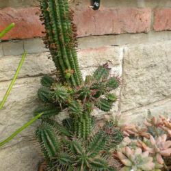 Euphorbia mammillaris - Indian Corn Cob
