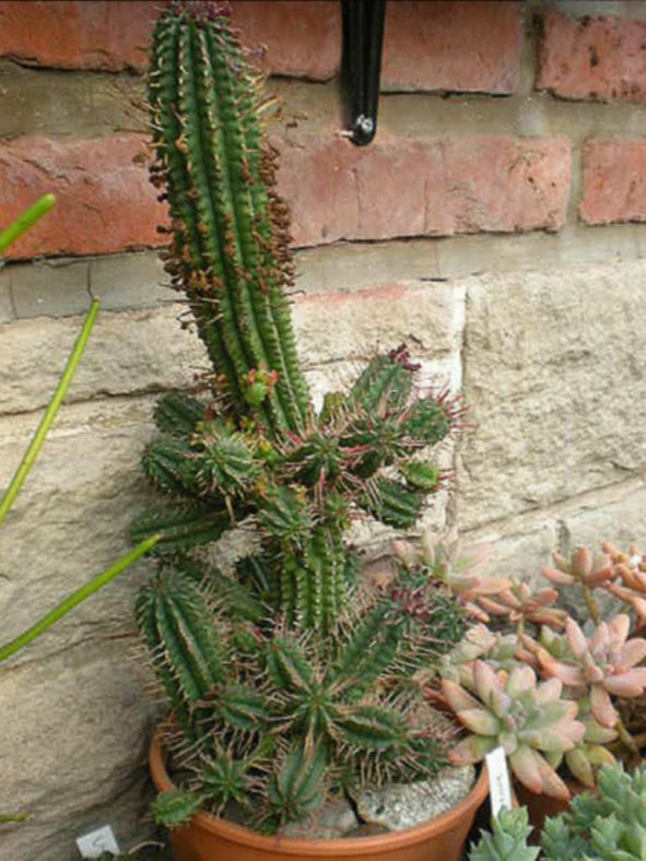 Euphorbia mammillaris - Indian Corn Cob
