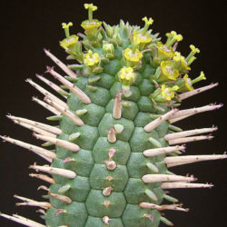 Euphorbia mammillaris - Indian Corn Cob