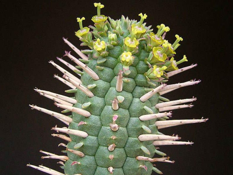 Euphorbia mammillaris - Indian Corn Cob