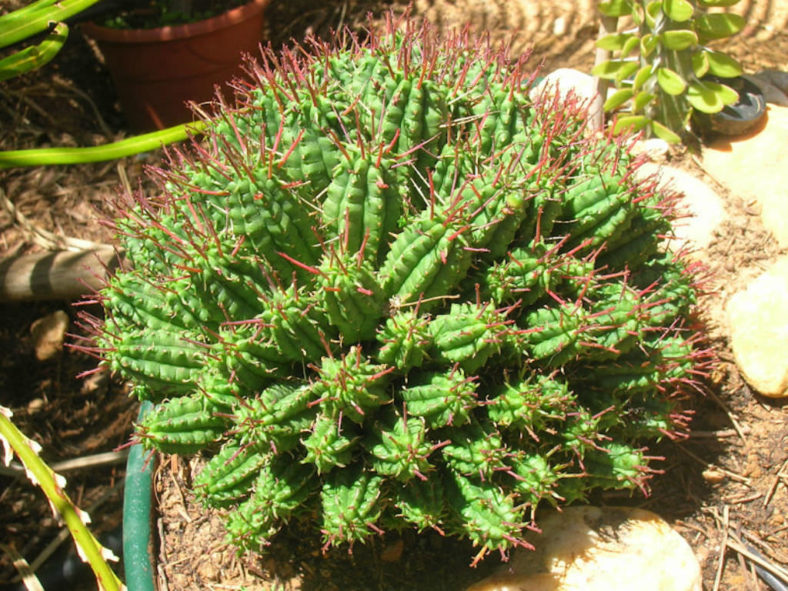 Euphorbia mammillaris - Indian Corn Cob