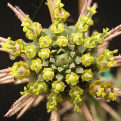Euphorbia mammillaris - Indian Corn Cob