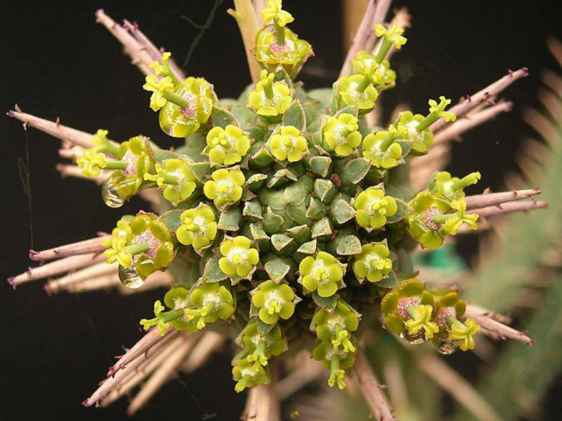 Euphorbia mammillaris - Indian Corn Cob