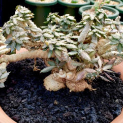 Euphorbia tulearensis