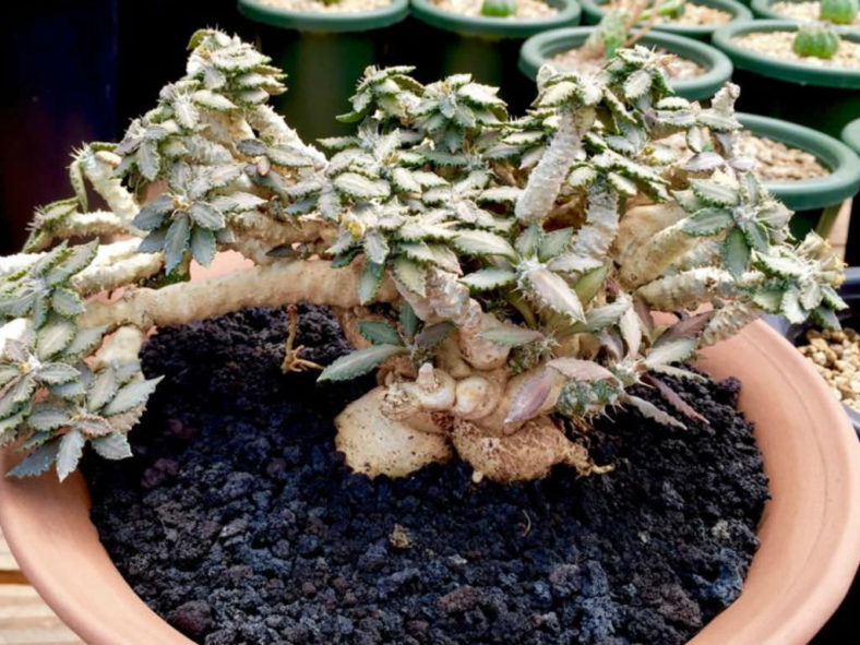 Euphorbia tulearensis