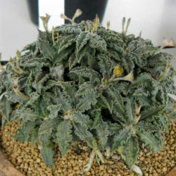 Euphorbia tulearensis