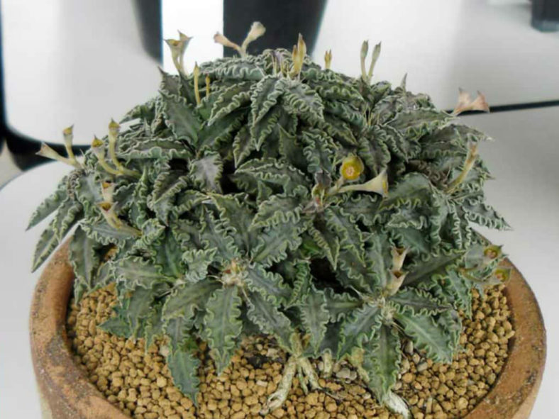 Euphorbia tulearensis