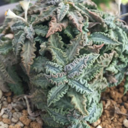 Euphorbia tulearensis