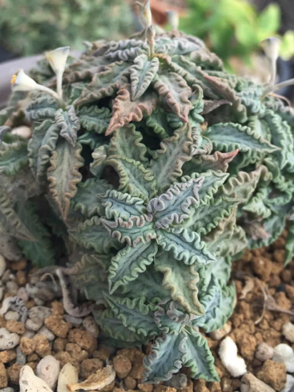 Euphorbia tulearensis