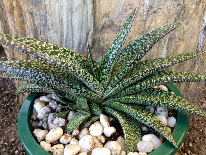 Gasteria carinata var. verrucosa