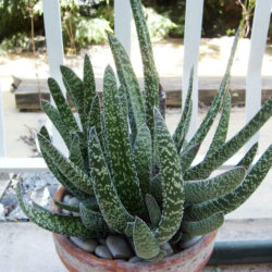 Gasteria carinata var. verrucosa