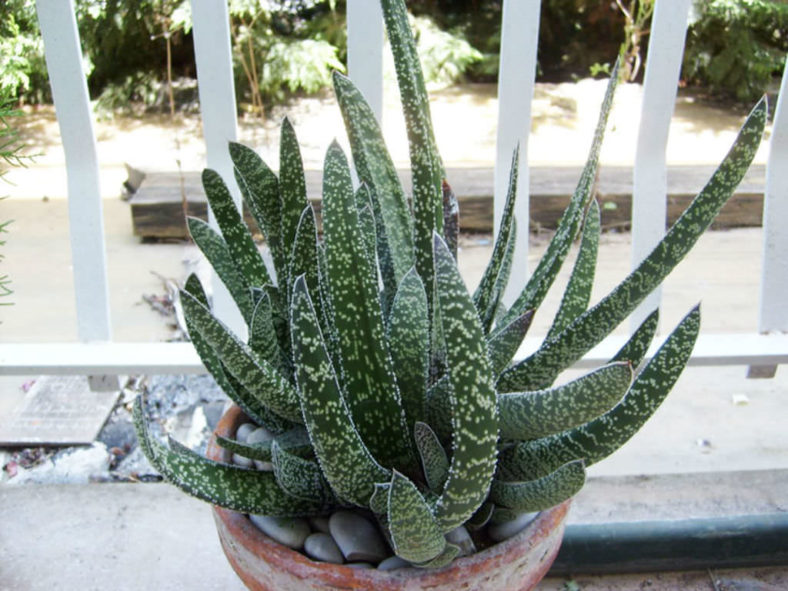 Gasteria carinata var. verrucosa
