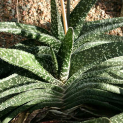 Gasteria carinata var. verrucosa
