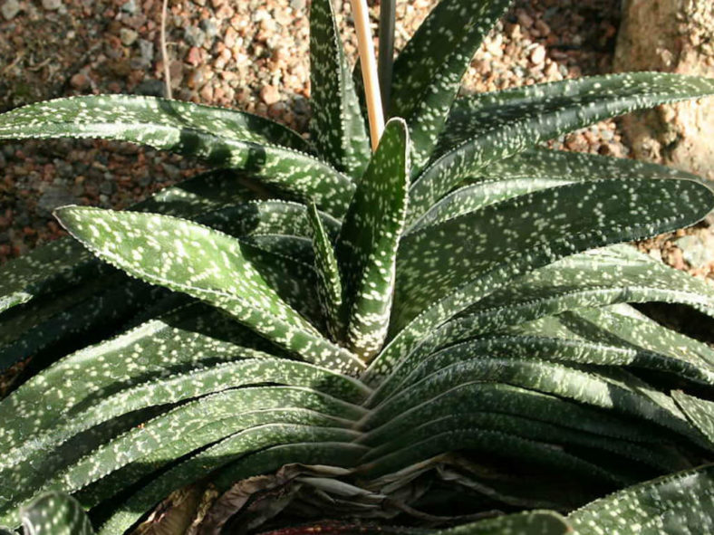 Gasteria carinata var. verrucosa
